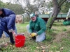 apfel3.jpg