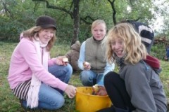 Äpfel Schütteln und Mosten 2008