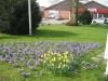 blume07_1.jpg