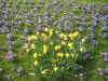 blume07_2.jpg