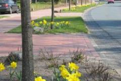 Straßenbepflanzung 2003