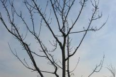 Obstbaumschnitt an den Feldwegen