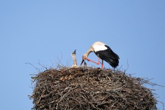 2-Jungstoerche-auf-dem-Nest-beim-Bockholt-01.06