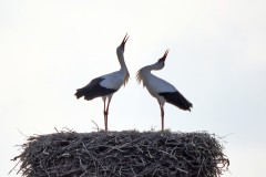 Storch1